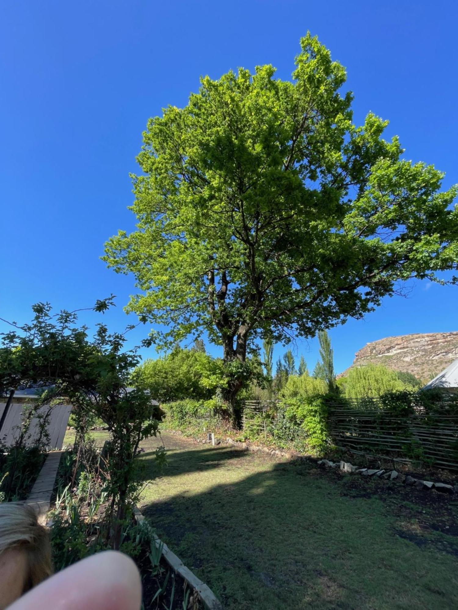 Periwinkle, Grove ,Acorn & Sage Cottages Clarens Exteriér fotografie