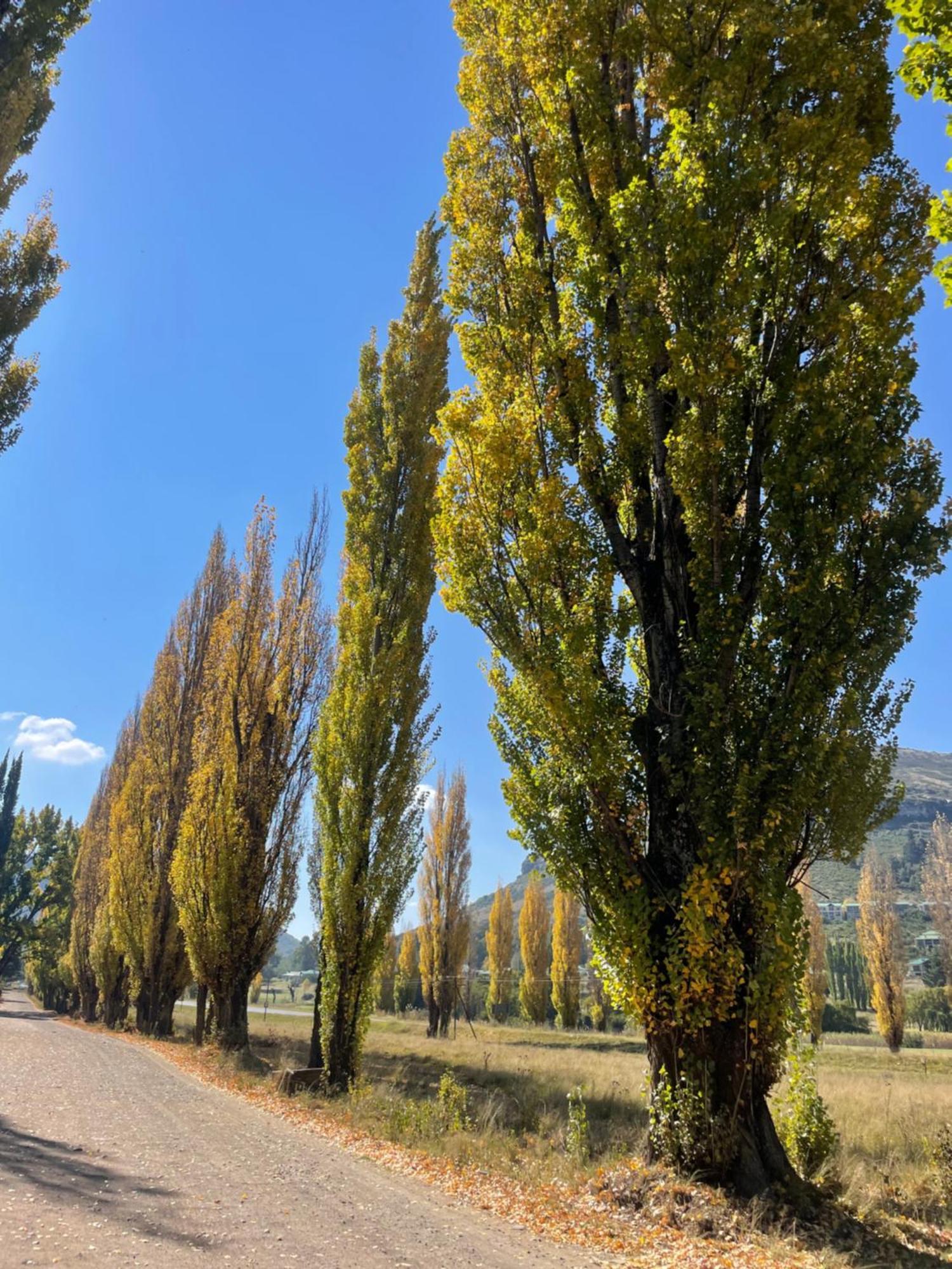 Periwinkle, Grove ,Acorn & Sage Cottages Clarens Exteriér fotografie