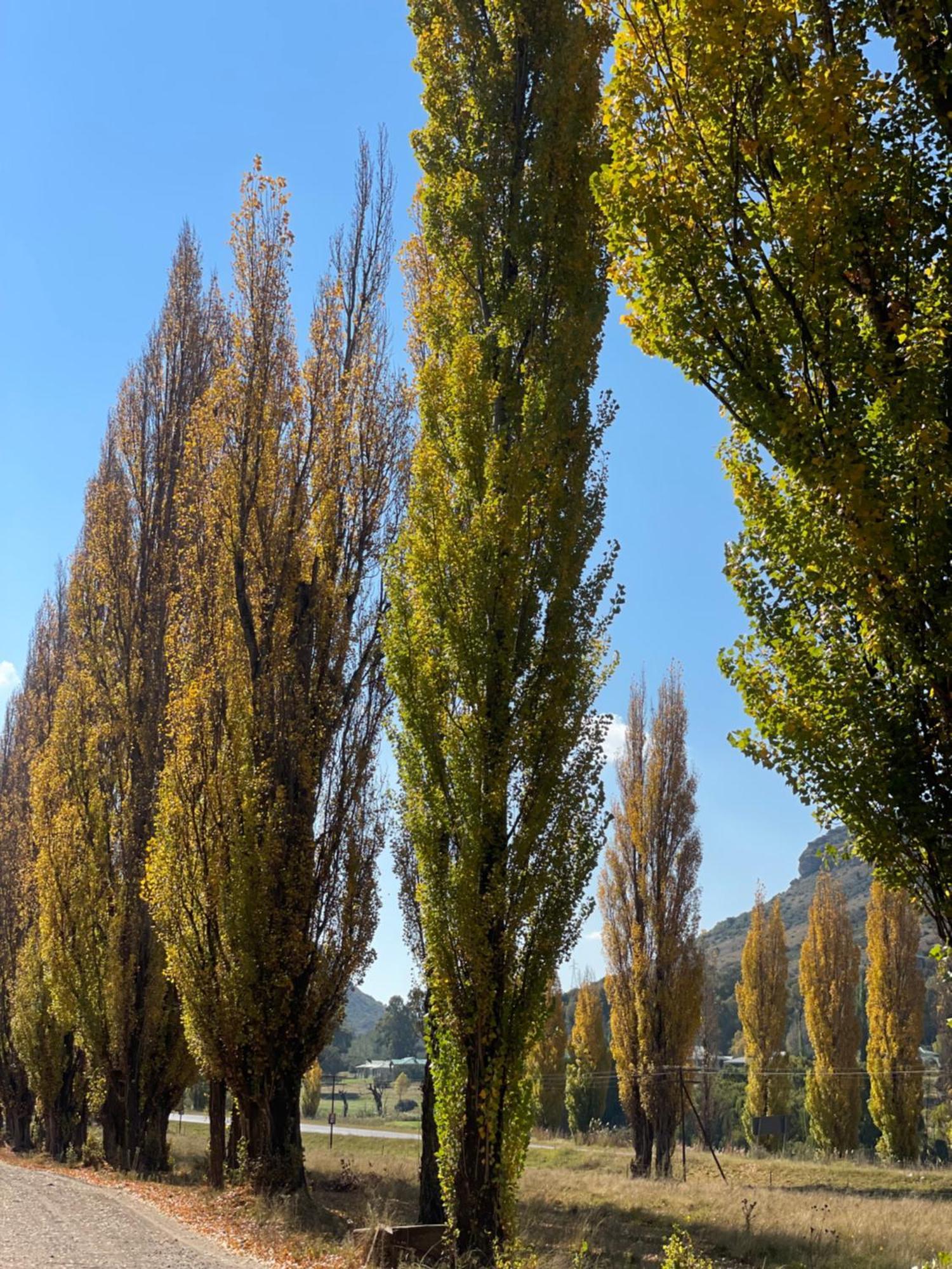 Periwinkle, Grove ,Acorn & Sage Cottages Clarens Exteriér fotografie